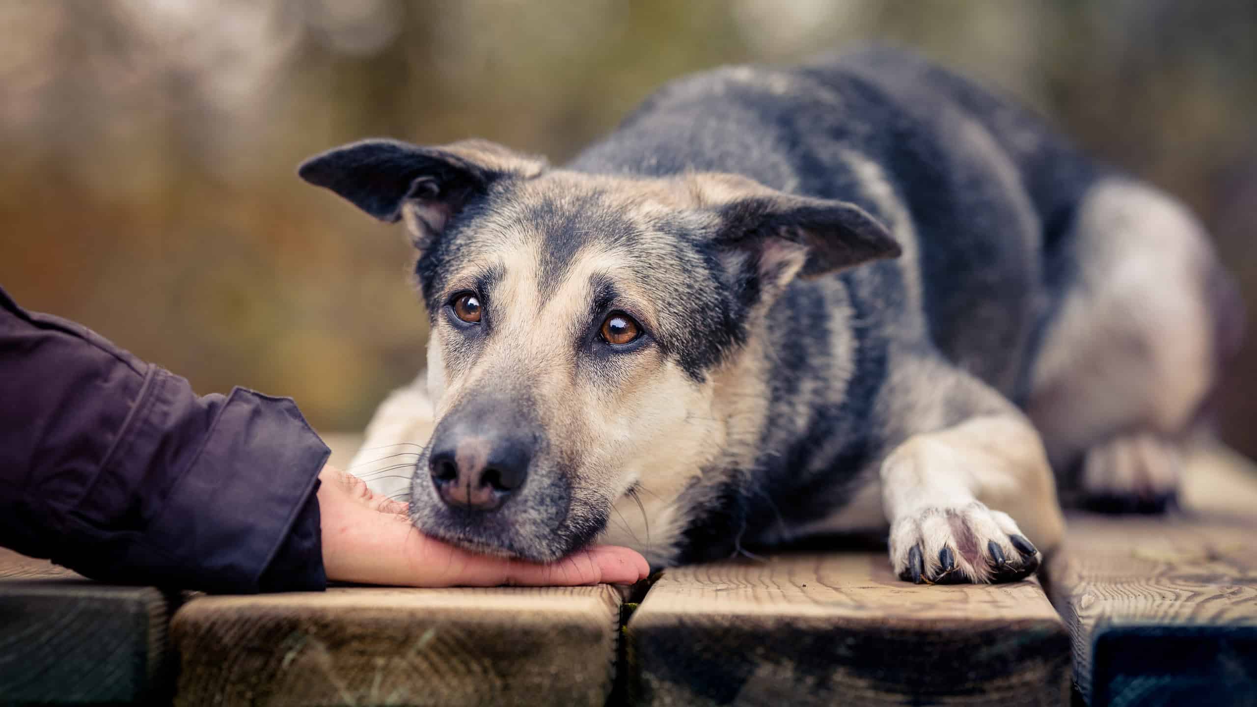 Tierschutzhund